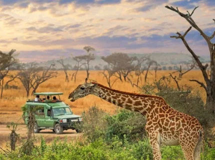 8-days-tanzania-classic-wildlife-safari1