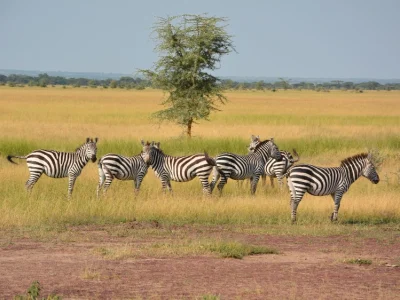 is-it-travel-safe-to-tanzania