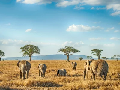 tanzania-safari-cost