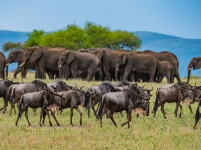 tanzania-safari-faqs